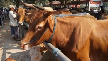 Gorontalo Utara Dukung Pengurangan Impor Sapi