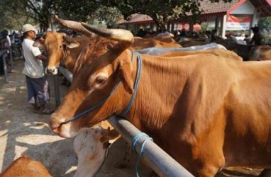 Gorontalo Utara Dukung Pengurangan Impor Sapi