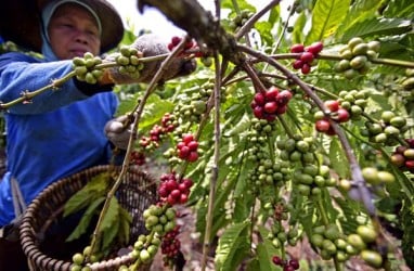 Produksi Arabika Terbatas, Petani Bali Kembangkan Robusta