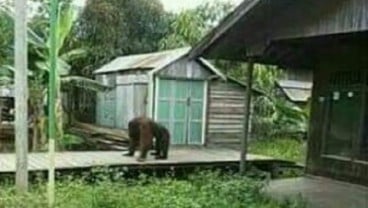 Orangutan di Kukar Masuk Permukiman Warga