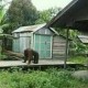 Orangutan di Kukar Masuk Permukiman Warga