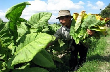 Harga Tembakau Probolinggo Turun Terdampak Hujan