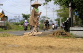 Produksi Beras Kabupaten Pekalongan Surplus 60.000 Ton