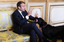 Anjing Presiden Macron Tertangkap Kamera Pipis di Istana Elysee   