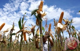 Pemkab Bantul Menerima Bantuan Penanaman Jagung Seluas 1.500 Ha