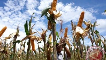 Pemkab Bantul Menerima Bantuan Penanaman Jagung Seluas 1.500 Ha