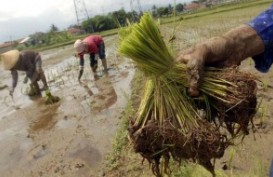 Banyumas Targetkan Pertanaman Padi 27.000 Hektare