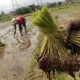 Banyumas Targetkan Pertanaman Padi 27.000 Hektare