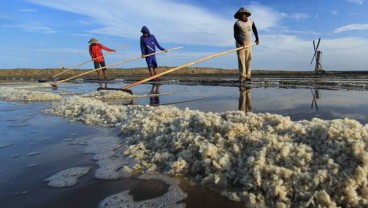 Harga Masih Tinggi, PT Garam Nekat Serap Garam Rakyat