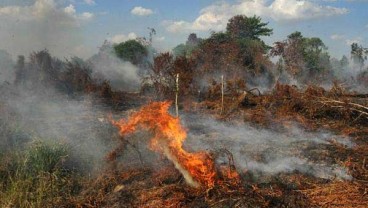 Pengembangan Sayuran di Lahan Gambut Dipacu