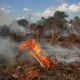 Pengembangan Sayuran di Lahan Gambut Dipacu