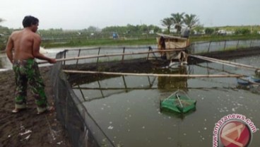 Petambak Sidoarjo Ingin Tahu Kualitas Air Budi Daya Ikan