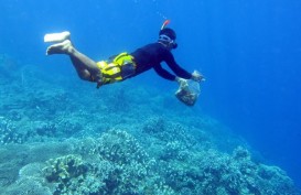 Wisatawan Snorkling Kerap Tak Sadar Rusak Terumbu Karang