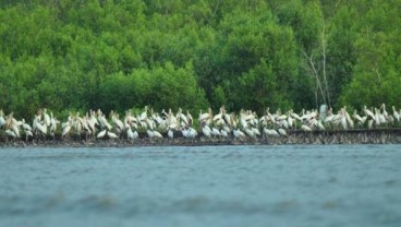 Taman Nasional Sembilang Jadi Cagar Biosfer