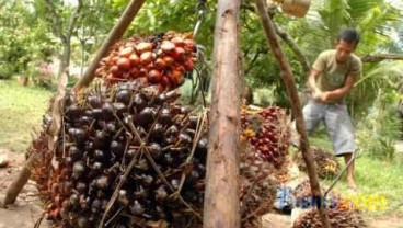AKSI EMITEN 30 OKTOBER: Emiten Kebun Panen Untung, SMI Naikkan Target Emisi Obligasi Menjadi Rp7 T