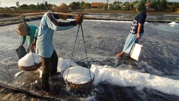 Produksi Garam: Revitalisasi dan Intensifikasi di Madura Jadi Pilihan