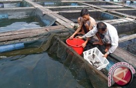 Banjarnegara Mendorong Produksi Perikanan Budi Daya