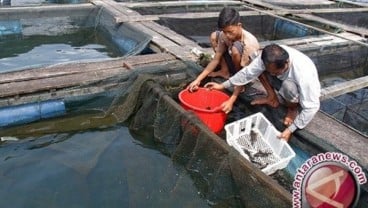 Banjarnegara Mendorong Produksi Perikanan Budi Daya