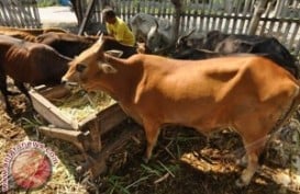 Sulsel Incar 224.078 Sapi Bunting Tahun Ini