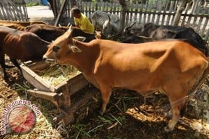 Sulsel Incar 224.078 Sapi Bunting Tahun Ini