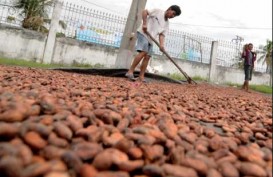 Kuartal IV/2017, Ini Proyeksi Harga Kakao