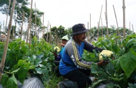 Petani Kembang Kol Bantul Untung Besar