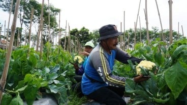 Petani Kembang Kol Bantul Untung Besar