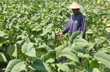 Usulan Pembatasan Impor Tembakau Dinilai Kurang Tepat