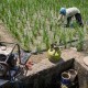 Program Cetak Sawah Perlu Dievaluasi