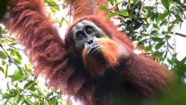 Orangutan Tapanuli, Spesies Baru yang Terancam Kelangsungan Hidupnya