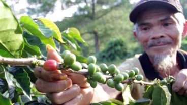 Bandung Jadi Etalase Pengembangan Kopi