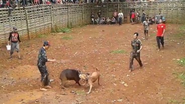 Tradisi 'Adu Bagong'  Dilarang di Jawa Barat, Kenapa? 