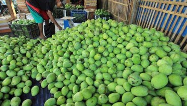 Mangga Bisa Tahan Busuk Hingga Empat Pekan