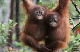 Orangutan dari Thailand Kembali ke Kalteng