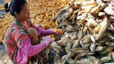 Berau Penghasil Jagung Terbesar di Kaltim