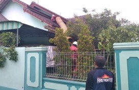 Operasi Tangkap Tawon di Rumah Kadishub Libatkan Tim Damkar