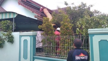 Operasi Tangkap Tawon di Rumah Kadishub Libatkan Tim Damkar