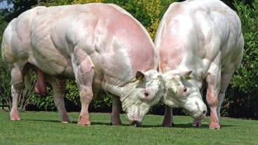 PENGEMBANGAN SAPI BELGIAN BLUE  : 900 Embrio Siap Datang