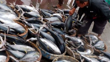 IKAN TUNA & CAKALANG : Kerek Harga, Pengusaha Pacu Sertifikasi