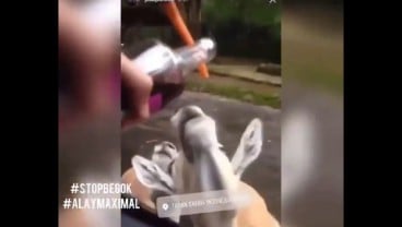 Keterlaluan! Pengunjung Cekoki Hewan di Taman Safari dengan Miras