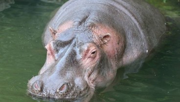 Satwa Dicekoki Miras, Ini Tanggapan Taman Safari Indonesia