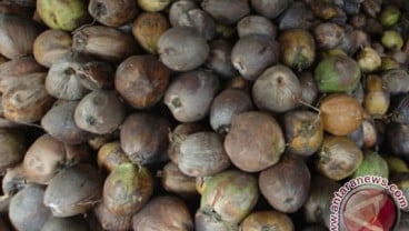 13 Negara Mendorong Peningkatan Produk Industri Kelapa