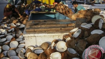 Petani Kelapa Perlu Budi Daya Varietas Unggul