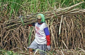 2018, Pemerintah Targetkan Protas Tebu Rakyat 100 Ton/Ha