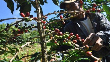 Didominasi Kopi, Produk Indikasi Geografis Dibilang Kurang Variatif