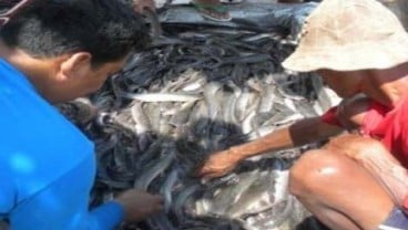 Pemkot Manado Fasilitasi Kolam Ikan Bagi Kelompok Tani