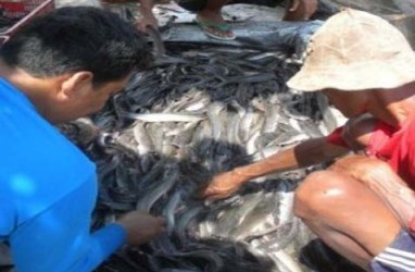 Pemkot Manado Fasilitasi Kolam Ikan Bagi Kelompok Tani