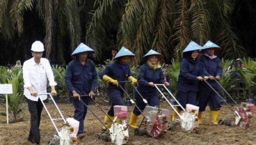 KEBUN SAWIT RAKYAT : Peremajaan Sentuh 165.000 ha pada 2018