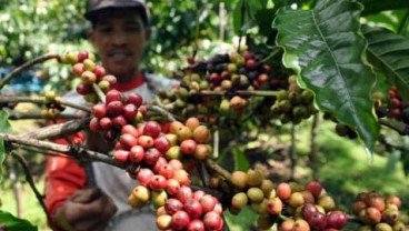 PREDIKSI MUSIM 2017/2018 : Produksi Kopi Stagnan 