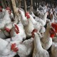 Korea Selatan Temukan Virus Flu Burung H5N6, Semua Unggas Dimusnahkan 